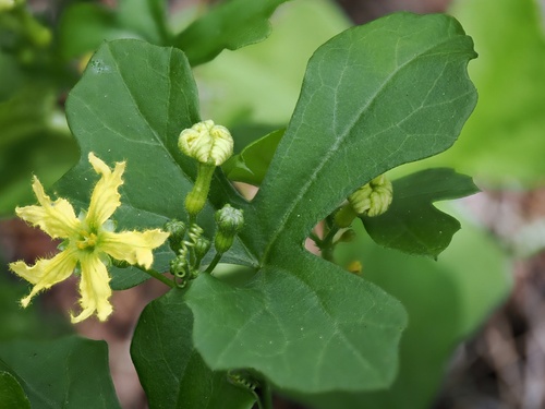 Ibervillea lindheimeri