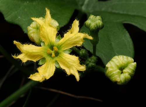 Ibervillea lindheimeri