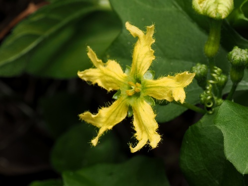 Ibervillea lindheimeri
