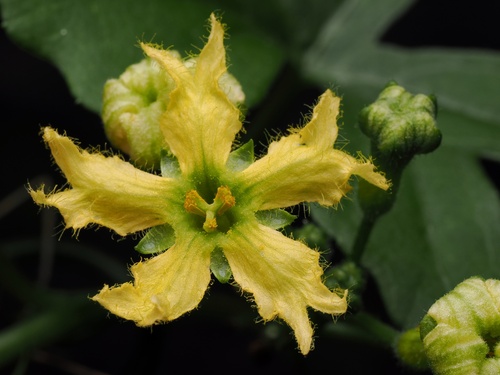 Ibervillea lindheimeri