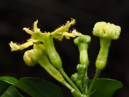 Ibervillea lindheimeri