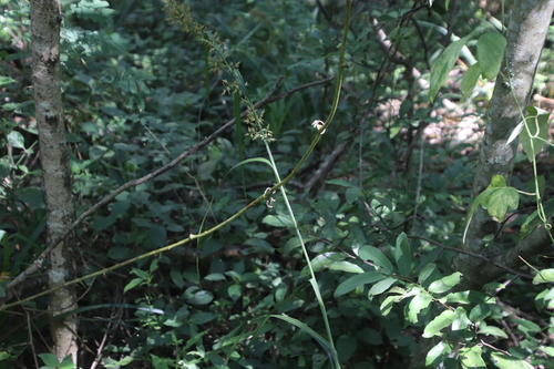 Carex spicatopaniculata image