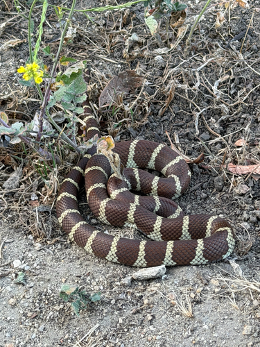 Falsa coralillo del Noroeste observed by cielramon