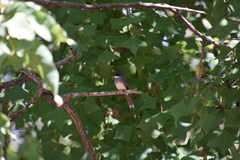 Rhipidura rufiventris