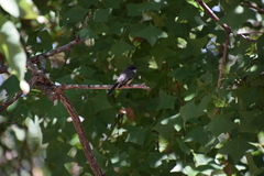 Rhipidura rufiventris