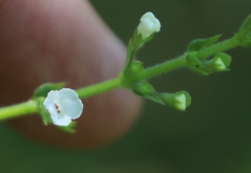 Image of Endostemon obtusifolius by (c) Tony Rebelo, some rights reserved (CC BY-SA)