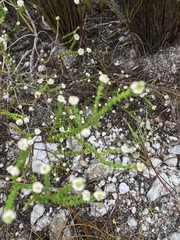 Phylica humilis