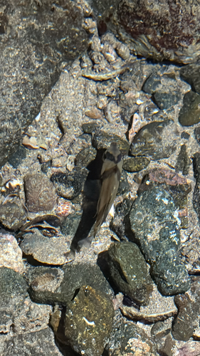 Chaetodon humeralis