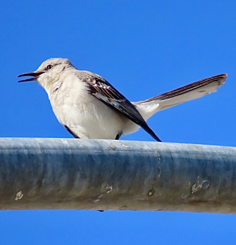 Northern Mockingbird from Signal Ct, Palm Desert, CA, US on April 16 ...