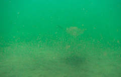 Rhinoptera steindachneri