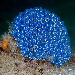 Clavelina