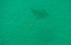 Rhinoptera steindachneri