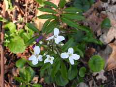 Cardamine heptaphylla