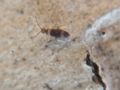 Entomobrya albocincta
