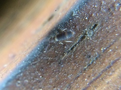 Entomobrya albocincta