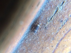 Entomobrya albocincta