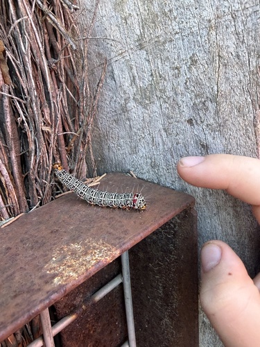 Australian Grapevine Moth