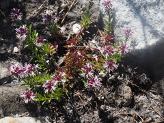 Lobelia jasionoides
