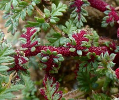 Synchytrium papillatum