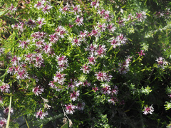 Lobelia jasionoides