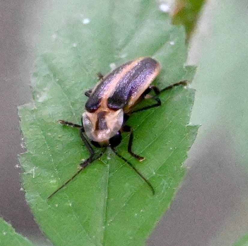 Snappy Single Sync Firefly