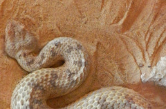 Pseudocerastes fieldi