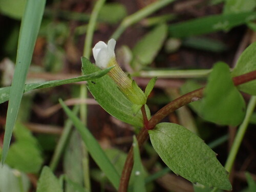 Gratiola sexdentata, 2026-03-04