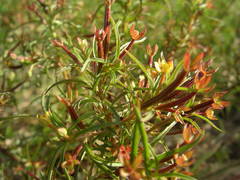 Ludwigia hyssopifolia