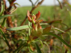Ludwigia hyssopifolia