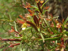 Ludwigia hyssopifolia