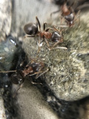 Lasius emarginatus