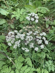 Heracleum sphondylium