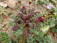 Synchytrium papillatum