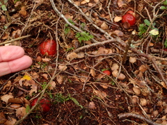 Cortinarius beeverorum