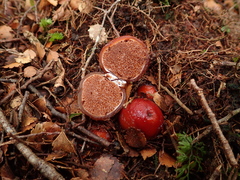 Cortinarius beeverorum