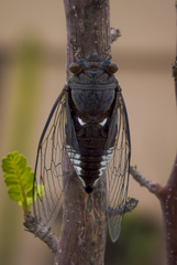 Diceroprocta digueti