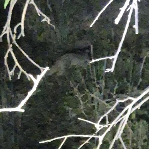 Gray Fox observed by fusciaotter