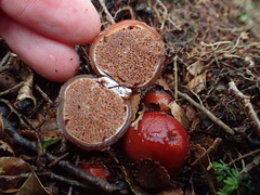 Cortinarius beeverorum