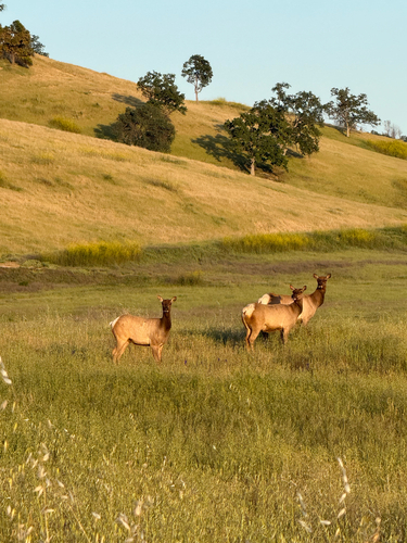 Tule Elk observed by lhaktong
