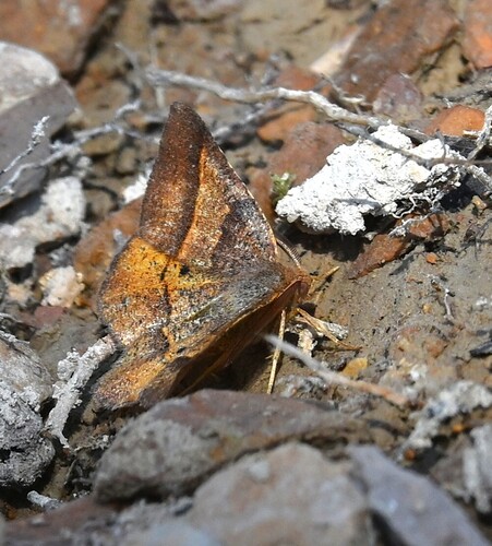Yellow-washed Metarranthis Moth photo 5