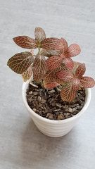 Fittonia