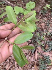 Cratoxylum formosum