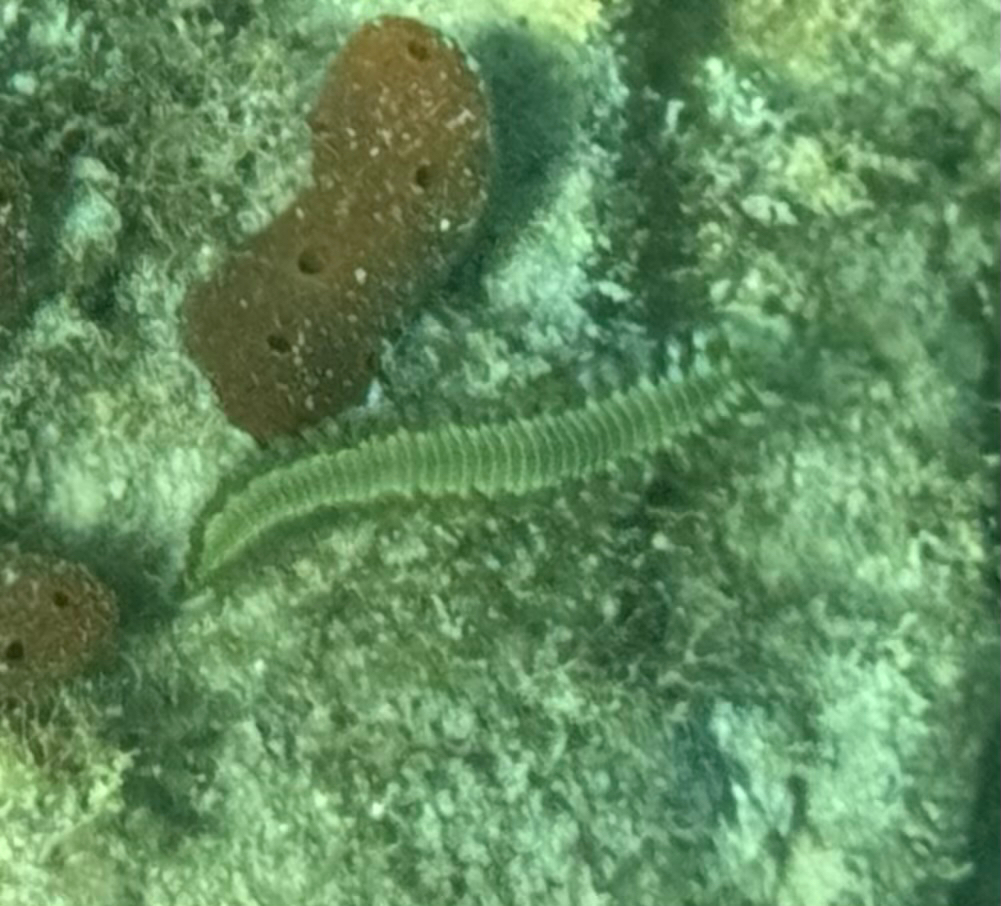 Hermodice carunculata (Pallas, 1766)