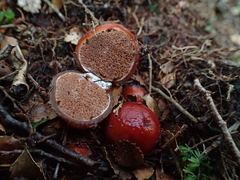 Cortinarius beeverorum