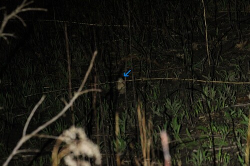 American Woodcock observed by daksu