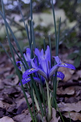 Iris histrio