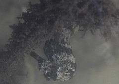 Hippocampus ingens