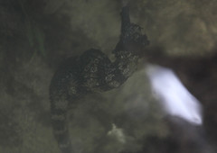 Hippocampus ingens