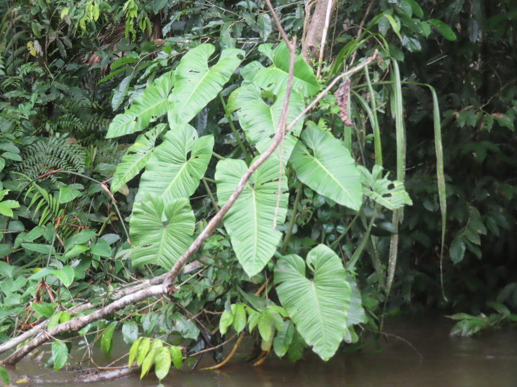 Philodendron deflexum; photograph (c) Eric Schmidt, some rights reserved (CC BY)