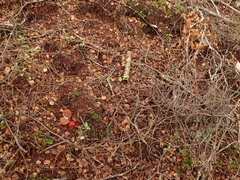 Cortinarius beeverorum